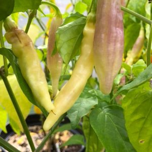 Aji Blondie